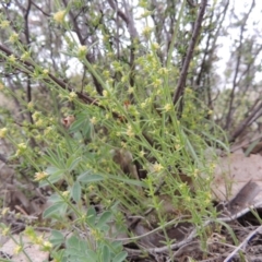 Galium gaudichaudii subsp. gaudichaudii (Rough Bedstraw) at Tennent, ACT - 20 Oct 2014 by michaelb