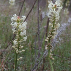 Stackhousia monogyna at Tennent, ACT - 20 Oct 2014 06:00 PM