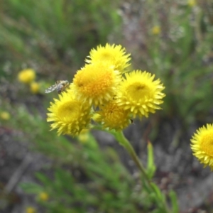 Chrysocephalum apiculatum at Majura, ACT - 27 Oct 2014