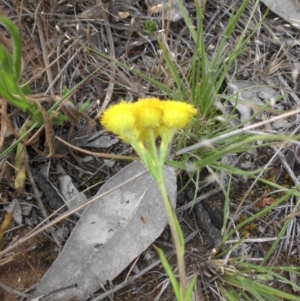 Chrysocephalum apiculatum at Majura, ACT - 27 Oct 2014