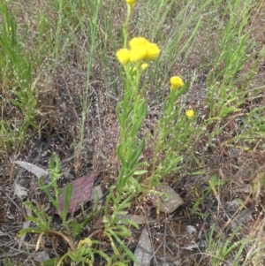 Chrysocephalum apiculatum at Majura, ACT - 27 Oct 2014