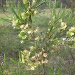 Dodonaea viscosa (Hop Bush) at Majura, ACT - 26 Oct 2014 by SilkeSma