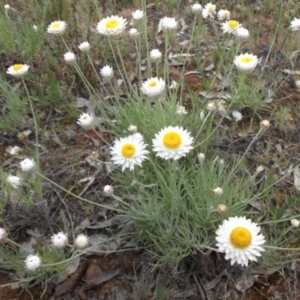 Leucochrysum albicans subsp. tricolor at Majura, ACT - 27 Oct 2014 07:59 AM