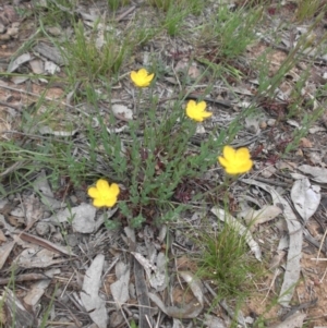 Hypericum gramineum at Majura, ACT - 27 Oct 2014 08:12 AM