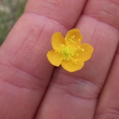 Hypericum gramineum at Majura, ACT - 27 Oct 2014 08:12 AM