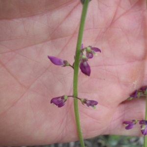 Oxytes brachypoda at Majura, ACT - 27 Oct 2014 08:08 AM