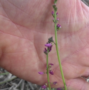 Oxytes brachypoda at Majura, ACT - 27 Oct 2014