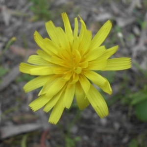 Microseris walteri at Majura, ACT - 27 Oct 2014