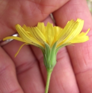 Microseris walteri at Majura, ACT - 27 Oct 2014 08:25 AM