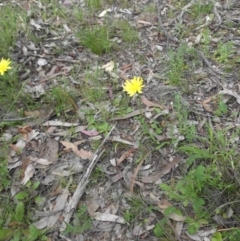 Microseris walteri at Majura, ACT - 27 Oct 2014 08:25 AM