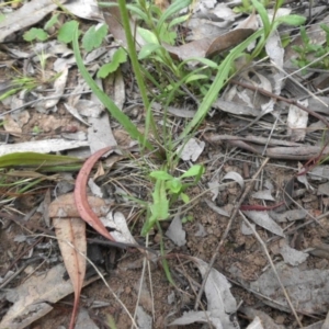 Microseris walteri at Majura, ACT - 27 Oct 2014