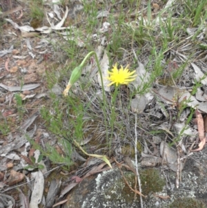 Microseris walteri at Majura, ACT - 27 Oct 2014 08:21 AM