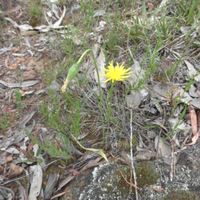 Microseris walteri (Yam Daisy, Murnong) at Majura, ACT - 26 Oct 2014 by SilkeSma