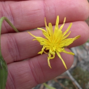 Microseris walteri at Majura, ACT - 27 Oct 2014 08:21 AM