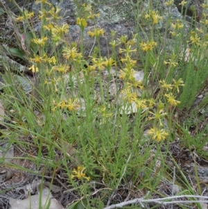 Pimelea curviflora at Gungahlin, ACT - 27 Oct 2014