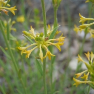 Pimelea curviflora at Gungahlin, ACT - 27 Oct 2014