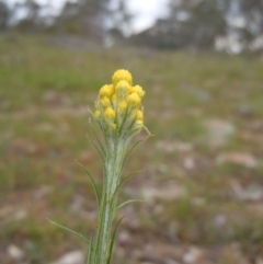 Chrysocephalum semipapposum (Clustered Everlasting) at Goorooyarroo NR (ACT) - 27 Oct 2014 by lyndsey