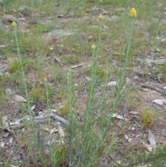 Chrysocephalum semipapposum at Goorooyarroo NR (ACT) - 27 Oct 2014