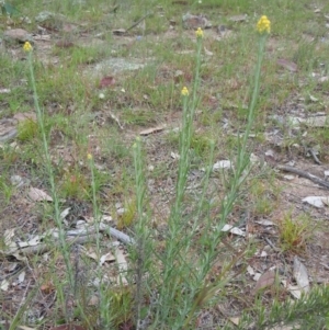 Chrysocephalum semipapposum at Goorooyarroo NR (ACT) - 27 Oct 2014