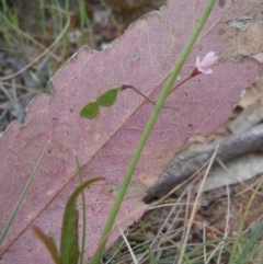 Grona varians at Gungahlin, ACT - 27 Oct 2014 12:08 PM