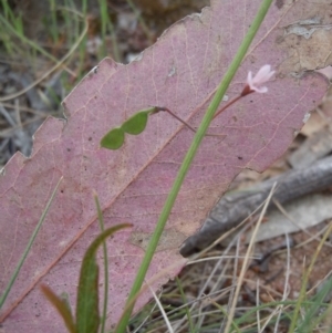 Grona varians at Gungahlin, ACT - 27 Oct 2014 12:08 PM