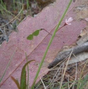 Grona varians at Gungahlin, ACT - 27 Oct 2014