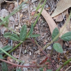 Grona varians at Gungahlin, ACT - 27 Oct 2014 12:08 PM