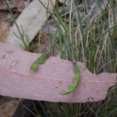 Grona varians at Gungahlin, ACT - 27 Oct 2014 12:08 PM