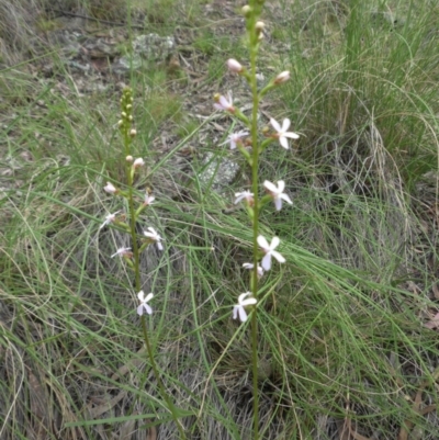 Stylidium graminifolium (Grass Triggerplant) at Majura, ACT - 26 Oct 2014 by SilkeSma