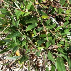 Hardenbergia violacea at Hackett, ACT - 7 Mar 2016