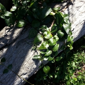 Vinca major at Hackett, ACT - 7 Mar 2016