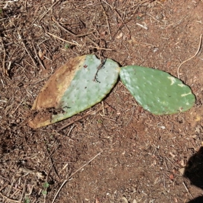 Opuntia stricta (Common Prickly Pear) at Mount Majura - 7 Mar 2016 by waltraud