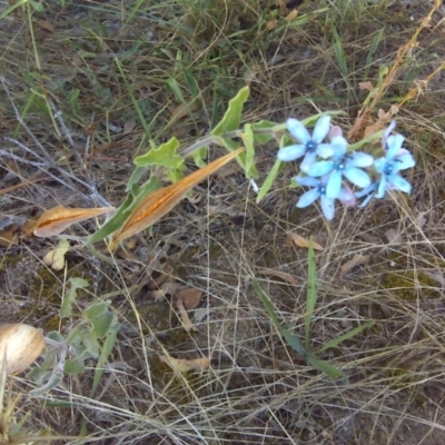 Oxypetalum coeruleum (Tweedia or Southern Star) at Isaacs Ridge - 7 Mar 2016 by Mike