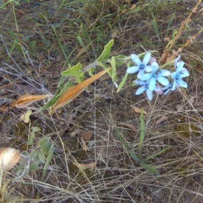 Oxypetalum coeruleum (Tweedia or Southern Star) at Isaacs, ACT - 6 Mar 2016 by Mike