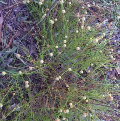 Calotis lappulacea (Yellow Burr Daisy) at Mount Mugga Mugga - 7 Mar 2016 by Mike