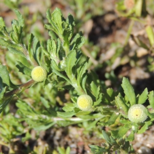 Centipeda cunninghamii at Greenway, ACT - 28 Dec 2015