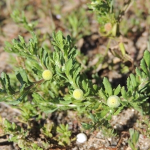 Centipeda cunninghamii at Greenway, ACT - 28 Dec 2015