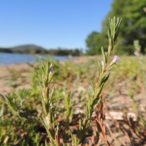 Lythrum hyssopifolia at Greenway, ACT - 28 Dec 2015 06:21 PM