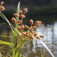 Bolboschoenus caldwellii (Salt Club-rush) at Greenway, ACT - 28 Dec 2015 by michaelb