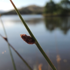 Schoenoplectus pungens at Greenway, ACT - 28 Dec 2015