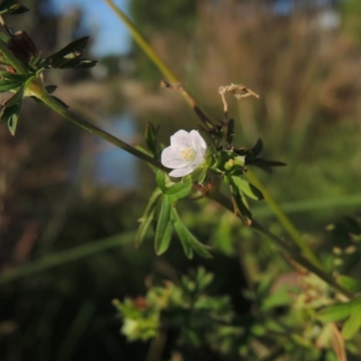 Geranium sp. Pleated sepals (D.E.Albrecht 4707) Vic. Herbarium (Naked Crane's-bill) at Greenway, ACT - 28 Dec 2015 by MichaelBedingfield