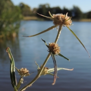 Euchiton involucratus at Greenway, ACT - 28 Dec 2015