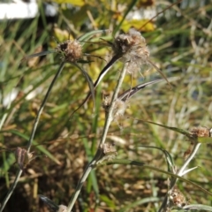 Euchiton involucratus at Greenway, ACT - 28 Dec 2015