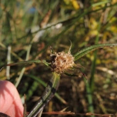 Euchiton involucratus at Greenway, ACT - 28 Dec 2015