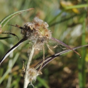 Euchiton involucratus at Greenway, ACT - 28 Dec 2015