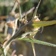 Euchiton involucratus at Greenway, ACT - 28 Dec 2015