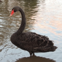 Cygnus atratus (Black Swan) at Bonython, ACT - 14 Aug 2017 by MichaelBedingfield