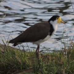 Vanellus miles (Masked Lapwing) at Gordon, ACT - 17 Nov 2015 by michaelb