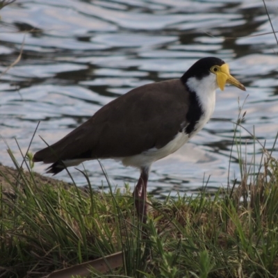 Vanellus miles (Masked Lapwing) at Gordon, ACT - 17 Nov 2015 by michaelb