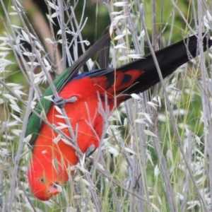 Alisterus scapularis at Tharwa, ACT - 8 Nov 2015 07:20 PM